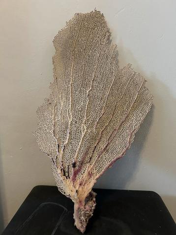 Corail Gorgonia Flabellum, arbre de corail naturel 
