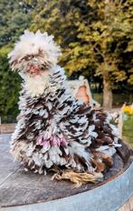 Broedeieren krulveer usa zijdehoenders zijdehoen kippen, Dieren en Toebehoren, Pluimvee, Kip