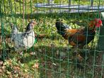 Jonge haan en hen GRATIS, Meerdere dieren, Kip