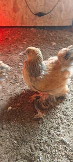 Brahma., Dieren en Toebehoren