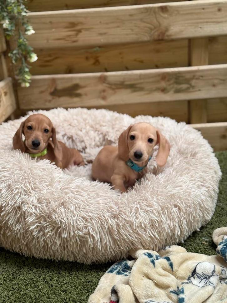 Prachtige cream kortharige dwergteckel pups, Dieren en Toebehoren, Honden | Teckels en Dashonden, Reu, Korthaar, Dwerg, Fokker | Professioneel