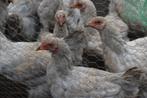 Brahma isabel hanen, Dieren en Toebehoren, Pluimvee, Mannelijk, Kip