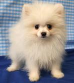 Super leuke Pomeriaan pups !, Keeshond, 15 weken tot 1 jaar, Reu, Buitenland
