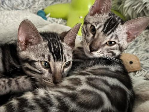 Kittens met stamboom, Dieren en Toebehoren, Katten en Kittens | Overige Katten, Kortharig, Meerdere dieren, 0 tot 2 jaar