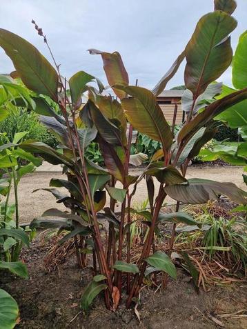 Canna musafolia rubrum (volledige struik 15€)Foto 1 beschikbaar voor biedingen