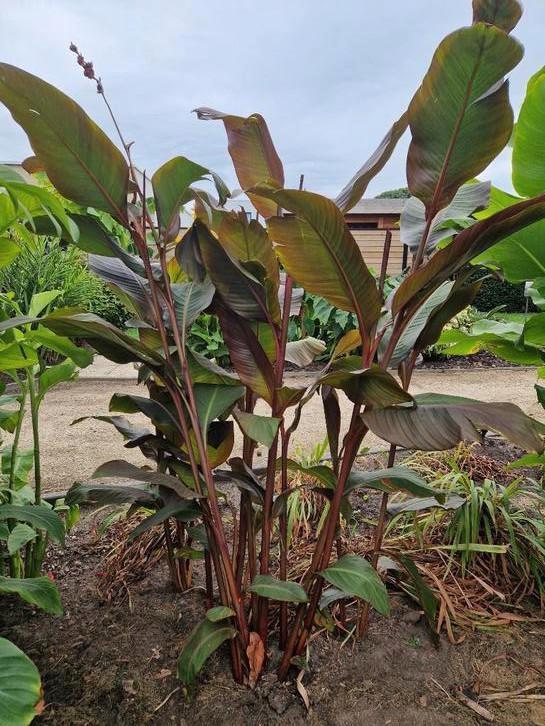 Canna musafolia rubrum (volledige struik 15€)Foto 1, Tuin en Terras, Planten | Tuinplanten, Vaste plant, Zomer, Ophalen