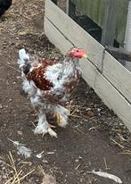 brahma blauwporselein haan te koop, Dieren en Toebehoren, Mannelijk, Kip
