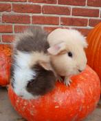 2 lieve cavia's, Dieren en Toebehoren, Knaagdieren, April, Cavia