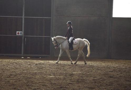 Leuke recreatiepony te koop, Dieren en Toebehoren, Pony's, Merrie, D pony (1.37m tot 1.48m), Recreatiepony, 7 tot 10 jaar