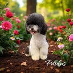 Dwerg poedel dekreu | 32cm | FCI | volledig getest, Dieren en Toebehoren, Reu, CDV (hondenziekte), Eén hond, 3 tot 5 jaar