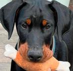 Chiots Doberman à vendre, Hépatite contagieuse (maladie de Rubarth), Autres races, 8 à 15 semaines, Plusieurs