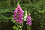 Vingerhoedskruid digitalis, Enlèvement