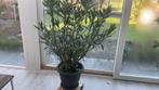 2 kleurige oleander zeldzame soort 1,40 m hoog, Jardin & Terrasse, Plantes | Jardin, Enlèvement