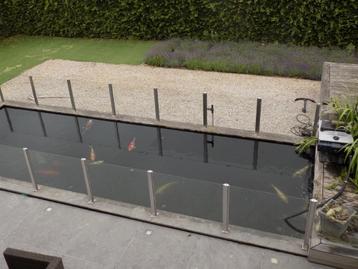 Koi's en steuren, Carpe ou Koï