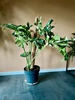 Schitterende monstera thai constellation met mooie variegata, Maison & Meubles, Plantes d'intérieur, Ombre partielle, Plante verte