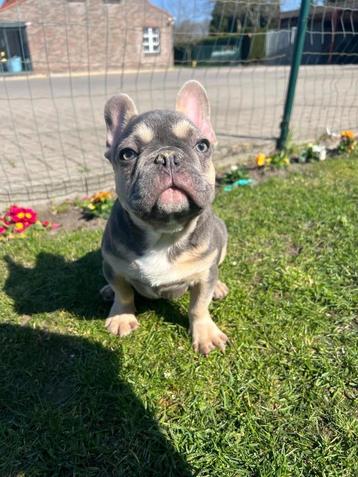 Franse bulldog pups beschikbaar voor biedingen