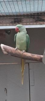 Alexanderparkiet man, Dieren en Toebehoren, Vogels | Parkieten en Papegaaien, Mannelijk, Parkiet, Geringd