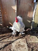 Brahma grote hanen, Dieren en Toebehoren, Mannelijk, Kip