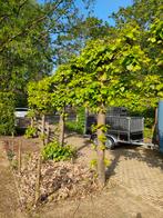 4 gratis leibomen, Tuin en Terras, Planten | Bomen, 250 tot 400 cm, Leiboom, Ophalen of Verzenden