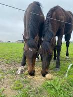 Volbloed te koop, Dieren en Toebehoren, Ophalen of Verzenden