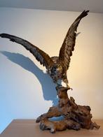 Taxidermie - buizerd, Ophalen, Zo goed als nieuw
