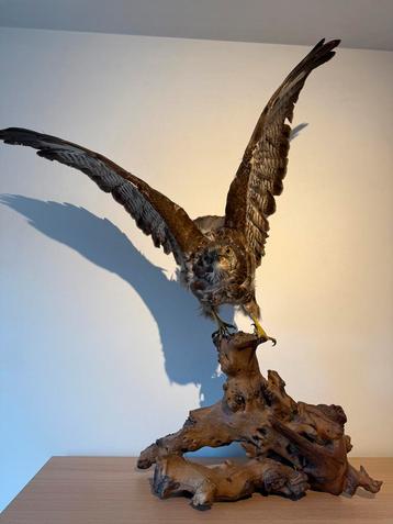 Taxidermie - buizerd beschikbaar voor biedingen