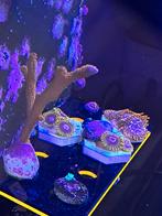 Koralen Stekjes zeeaquarium, Dieren en Toebehoren