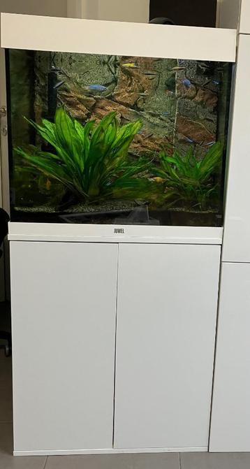 Aquarium Juwel  beschikbaar voor biedingen