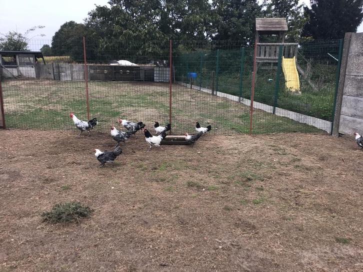 Hanen Zilverbrakel, Dieren en Toebehoren, Pluimvee, Kip, Mannelijk