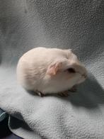 Engels gekruind wit donkeroog zeugje, Vrouwelijk, Cavia, Tam