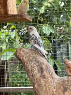 Grasparkiet, Dieren en Toebehoren