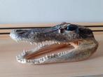 Alligatorkop, Verzamelen, Dierenverzamelingen, Ophalen of Verzenden, Zo goed als nieuw, Reptiel of Amfibie, Schedel