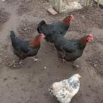 Poules Brahma, 3e, Animaux & Accessoires, Volatiles