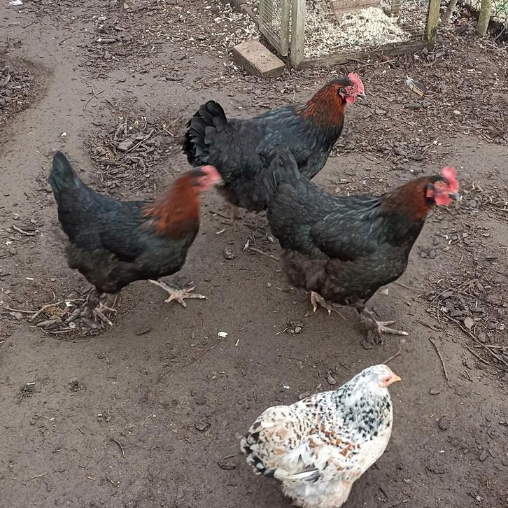Poules Brahma, 3e, Animaux & Accessoires, Volatiles