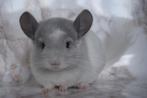 Chinchilla, Dieren en Toebehoren, April, Mannelijk, Chinchilla