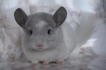 Chinchilla beschikbaar voor biedingen