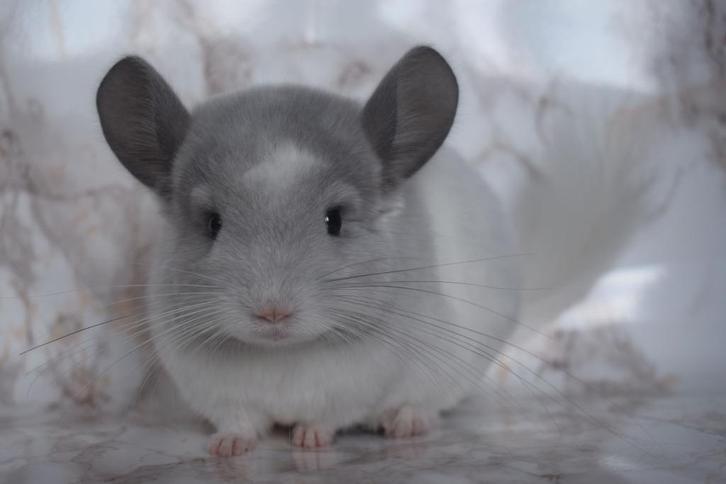 Chinchilla, Dieren en Toebehoren, Knaagdieren, Mannelijk, Chinchilla, April