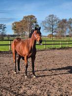 Meerdere paarden aantrekkelijke prijs ivm vakantie, Dieren en Toebehoren, Paarden, Merrie, M