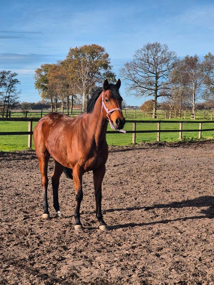 Meerdere paarden aantrekkelijke prijs ivm vakantie, Dieren en Toebehoren, Paarden, Merrie, M