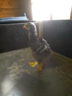 Mechelse koekoek kuikens, Dieren en Toebehoren