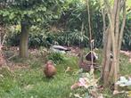 Haan wilde eend, Dieren en Toebehoren, Eend