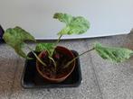 Syngonium mottled mojito stek, Ophalen, Overige soorten, Halfschaduw, In pot