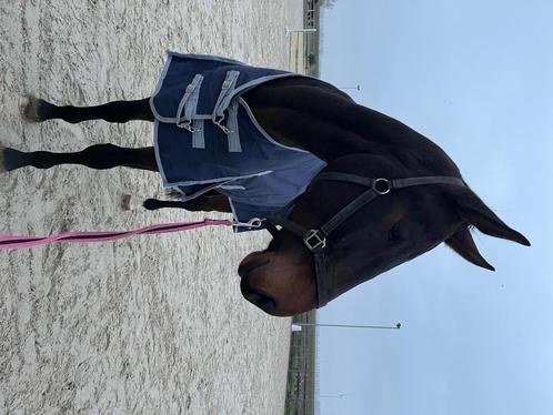 5-jarige ruin, Dieren en Toebehoren, Paarden, Ruin, B, 175 cm of meer, 3 tot 6 jaar, Springpaard, Met stamboom, Gechipt, Ontwormd