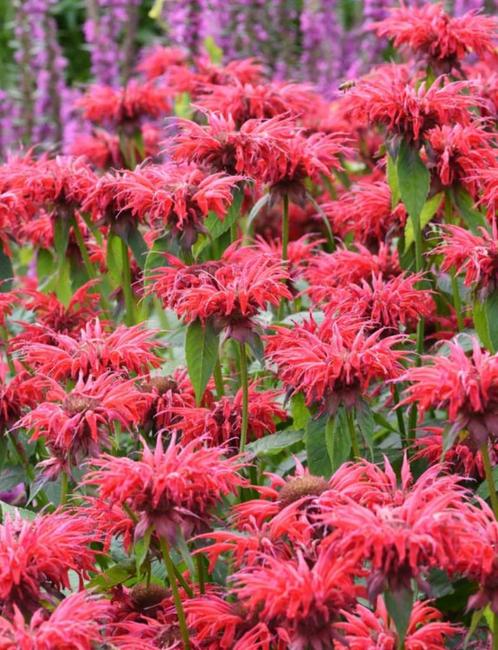 Monarda 'Gardenvieuw Scarlet', Jardin & Terrasse, Plantes | Jardin, Plante fixe, Enlèvement