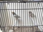 Gouldamadine, Dieren en Toebehoren, Vogels | Overige Vogels, Tropenvogel