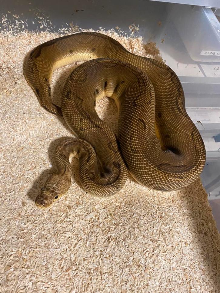 Collectie ball pythons . LAATSTE KANS !!!, Dieren en Toebehoren, Reptielen en Amfibieën