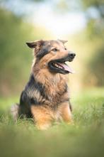 Trimsalon met plekjes vrij, Dieren en Toebehoren, Ophalen, Zo goed als nieuw