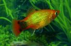 Platy neon marigold