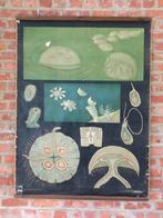 Ancienne affiche scolaire Jung Koch & Quentell méduses, Antiquités & Art, Enlèvement ou Envoi, Nature et Biologie