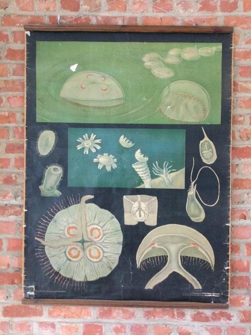 Ancienne affiche scolaire Jung Koch & Quentell méduses, Antiquités & Art, Antiquités | Cartes scolaires, Nature et Biologie, Enlèvement ou Envoi